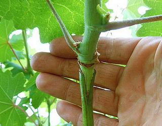 Перещепленням можна омолодити виноградник і відновити його плодоношення